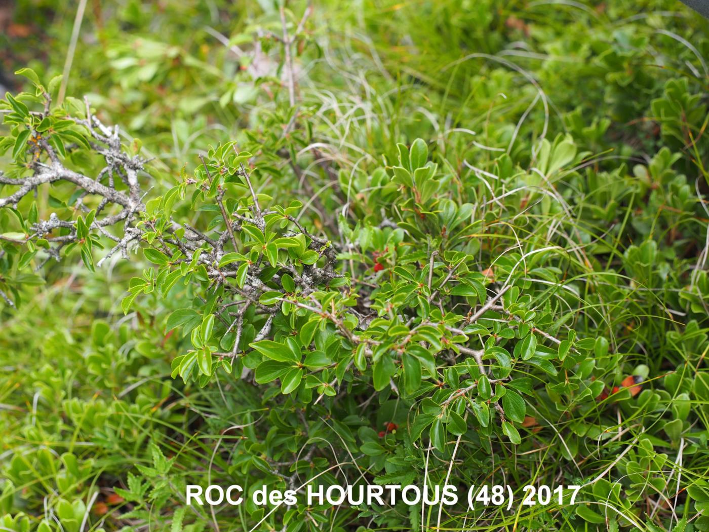 Buckthorn, (Rock) plant